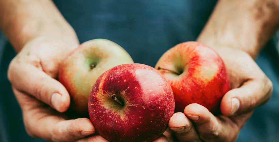 white person's hands, holding three red apples in a shape of giving