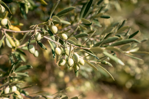 imagem de azeitonas num ramo de oliveira ainda na árvore