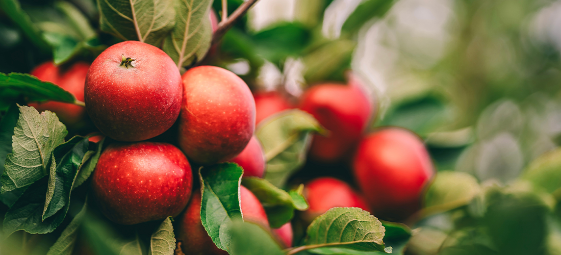 Red apples on tree ready to be harvested. Ripe red apple fruits in apple orchard. Selective focus.