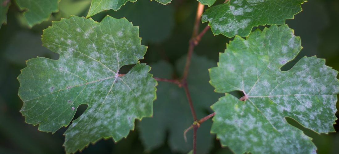 Grape leaves affected by powdery mildew