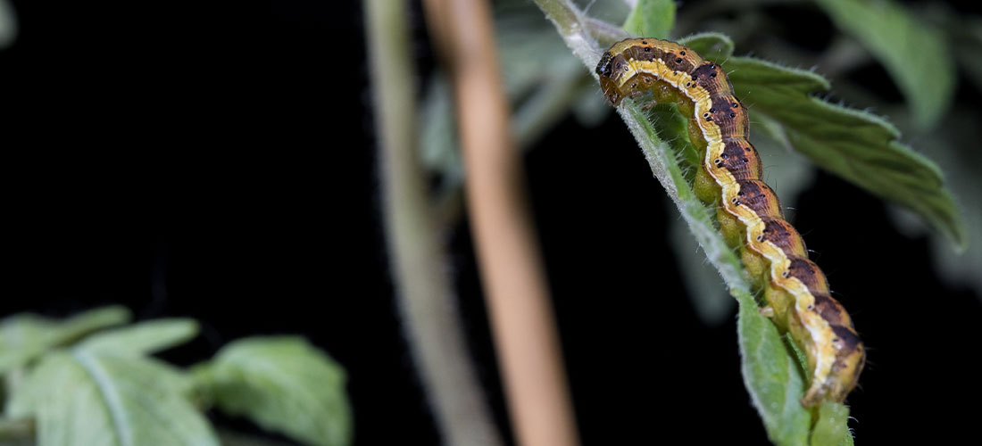 Caterpillar Tomato Fruit Borer, Helicoverpa armígera