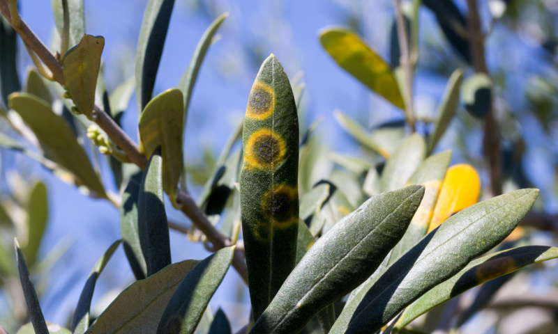 olho de pavão Spilocaea oleagina  da oliveira