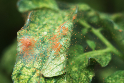 tetranychus urticae tomato numa folha de tomate