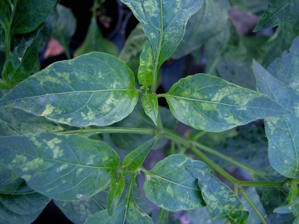 virus do mosaico do tabaco (TMV) em folhas de tomate