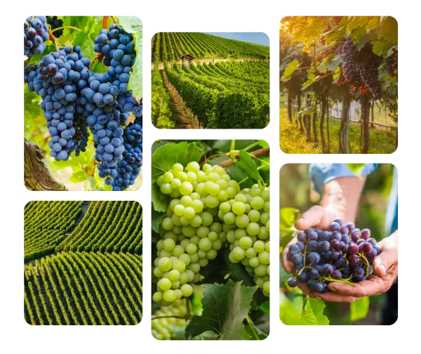 vigne et viciculture images