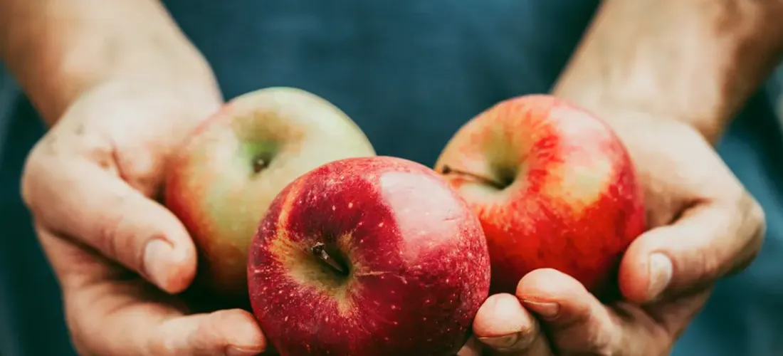 white person's hands, holding three red apples in a shape of giving