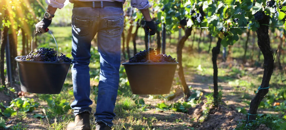 grape harvest