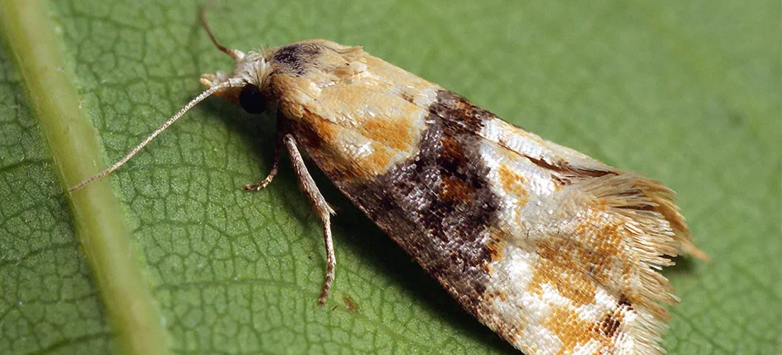 grapevine moth