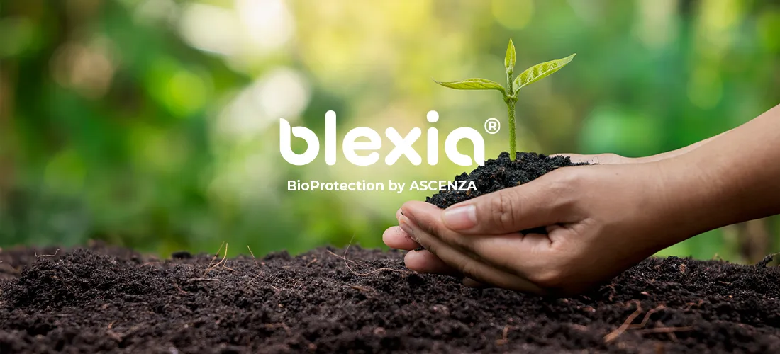 Farmer's hands planted saplings on the ground and the green background blur, with Blexia logo over. Blexia is the bioprotection brand from Ascenza.