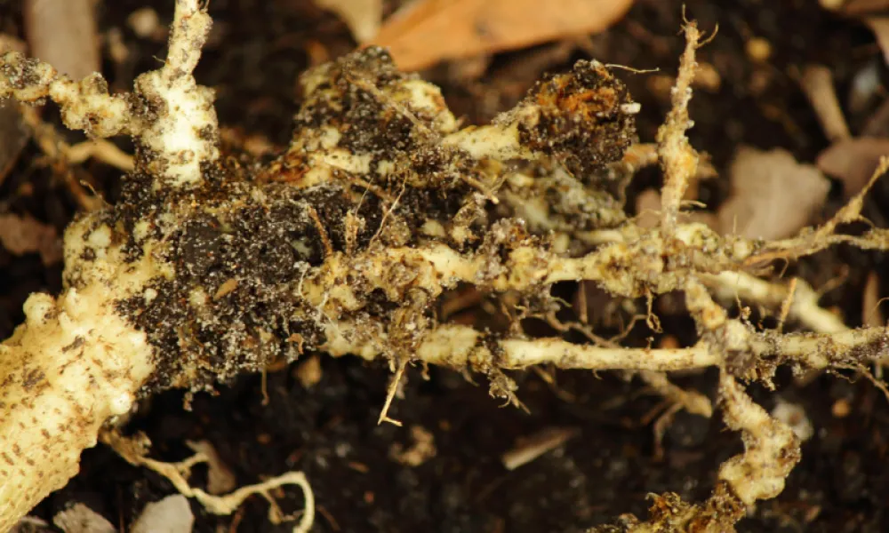 nematodes afetam as raízes das plantas