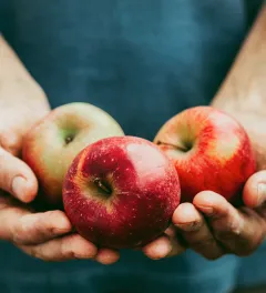 white person's hands, holding three red apples in a shape of giving