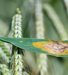 Gestão de doenças foliares no trigo: A septoria e a ferrugem Castanha.