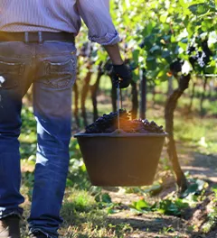 grape harvest