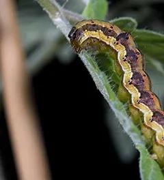 Caterpillar Tomato Fruit Borer, Helicoverpa armígera