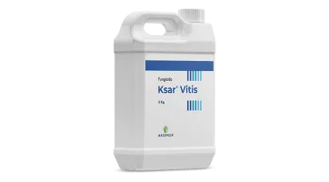 ksar_vitis